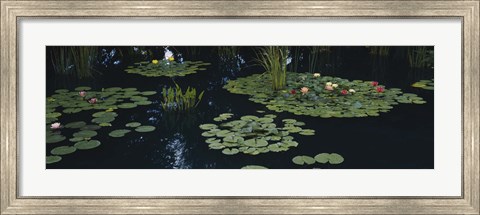 Framed Water lilies in a pond, Denver Botanic Gardens, Denver, Colorado, USA Print