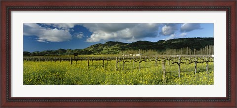 Framed Mustard crop in a field near St. Helena, Napa Valley, Napa County, California, USA Print