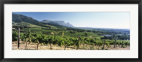 Framed Vineyard with Constantiaberg Range and Table Mountain, Constantia, Cape Town, Western Cape Province, South Africa Print