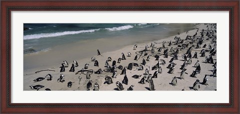 Framed Colony of Jackass penguins (Spheniscus demersus) on the beach, Boulder Beach, Simon&#39;s Town, Western Cape Province, South Africa Print