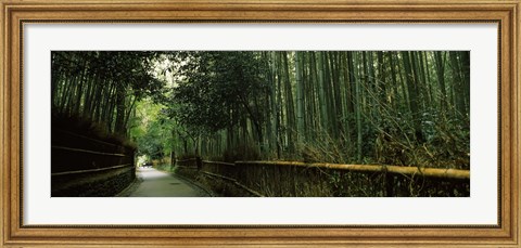 Framed Road passing through a bamboo forest, Arashiyama, Kyoto Prefecture, Kinki Region, Honshu, Japan Print