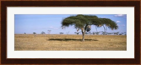 Framed Acacia trees with weaver bird nests, Antelope and Zebras, Serengeti National Park, Tanzania Print