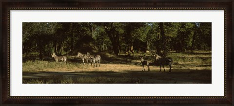 Framed Herd of zebras in a forest, Hwange National Park, Matabeleland North, Zimbabwe Print