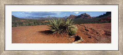 Framed Yucca plant growing in a rocky field, Sedona, Coconino County, Arizona, USA Print