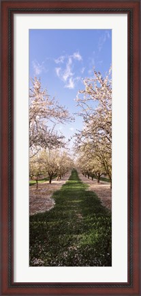Framed Almond trees in an orchard, Central Valley, California, USA Print