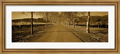 Framed Trees along a road, Beaulieu Vineyard, Rutherford, Napa Valley, Napa, Napa County, California, USA Print