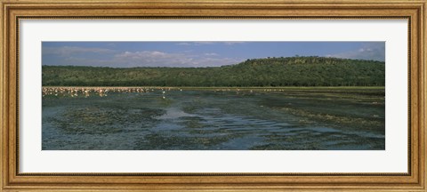Framed Flock of flamingos in a lake, Lake Nakuru, Great Rift Valley, Lake Nakuru National Park, Kenya Print