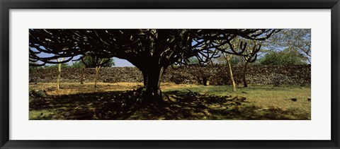 Framed Trees in a field with a stone wall in the background, Thimlich Ohinga, Lake Victoria, Great Rift Valley, Kenya Print
