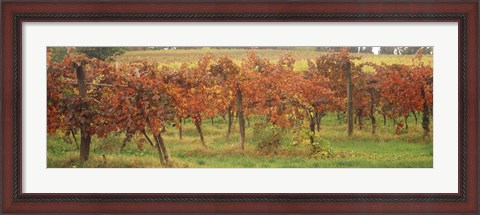 Framed Vineyard on a landscape, Apennines, Emilia-Romagna, Italy Print