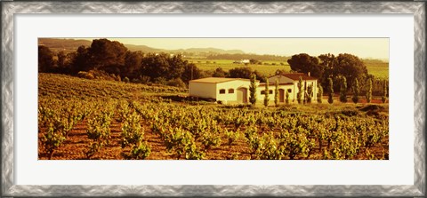 Framed Farmhouses in a vineyard, Penedes, Catalonia, Spain Print