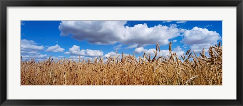Framed Wheat crop growing in a field, near Edmonton, Alberta, Canada Print