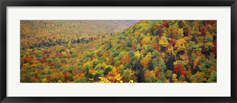 Framed Mountain forest in autumn, Nova Scotia, Canada Print