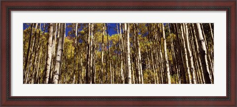 Framed Aspen tree trunks in autumn, Colorado, USA Print