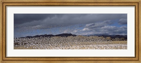 Framed Flock of Snow Geese Flying Under a Cloudy Sky, Bosque del Apache National Wildlife Reserve, New Mexico Print