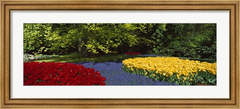 Framed Flowers in a garden, Keukenhof Gardens, Lisse, Netherlands Print