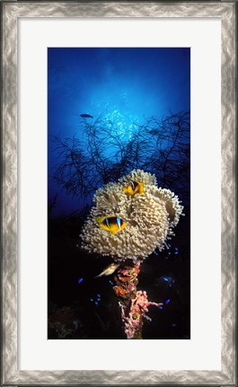 Framed Sea anemone and Allard&#39;s anemonefish (Amphiprion allardi) in the ocean Print