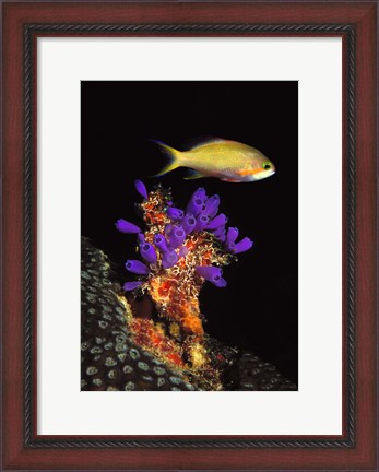 Framed Bluebell tunicate (Clavelina puertosecensis) and Anthias Fish (Pseudanthias lori) in the sea Print