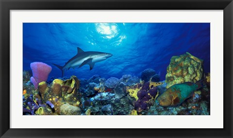 Framed Caribbean Reef shark (Carcharhinus perezi) Rainbow Parrotfish (Scarus guacamaia) in the sea Print