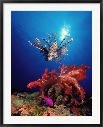 Framed Lionfish (Pteropterus radiata) and Squarespot anthias (Pseudanthias pleurotaenia) with soft corals in the ocean Print