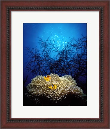 Framed Mat anemone and Allard&#39;s anemonefish (Amphiprion allardi) in the ocean Print