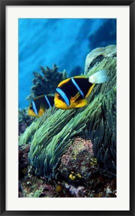 Framed Allard&#39;s anemonefish (Amphiprion allardi) in the ocean Print