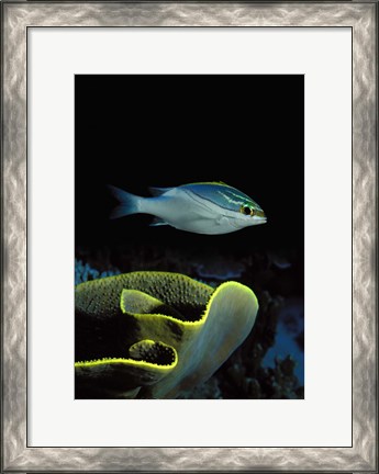 Framed Two-Lined monocle bream (Scolopsis bilineata) and coral in the ocean Print