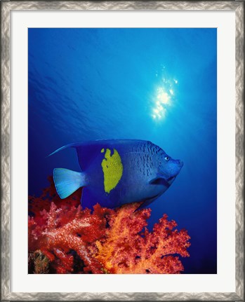 Framed Yellow-Banded angelfish (Pomacanthus maculosus) with soft corals in the ocean Print