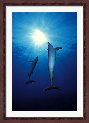 Framed Bottle-Nosed dolphins (Tursiops truncatus) in the sea Print