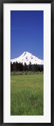 Framed Field with a snowcapped mountain in the background, Mt Hood, Oregon (vertical) Print