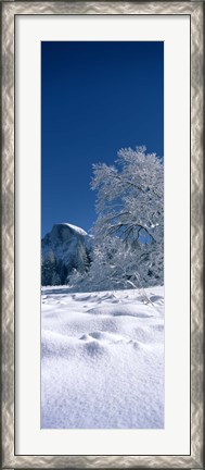 Framed Oak tree and rock formations covered with snow, Half Dome, Yosemite National Park, Mariposa County, California, USA Print