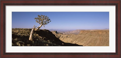 Framed Lone Quiver tree (Aloe dichotoma) in a desert, Ai-Ais Hot Springs, Fish River Canyon, Namibia Print