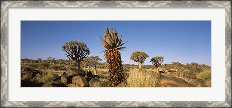 Framed Different Aloe species growing amongst the rocks at the Quiver tree (Aloe dichotoma) forest, Namibia Print