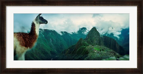 Framed Alpaca (Vicugna pacos) on a mountain with an archaeological site in the background, Inca Ruins, Machu Picchu, Cusco Region, Peru Print