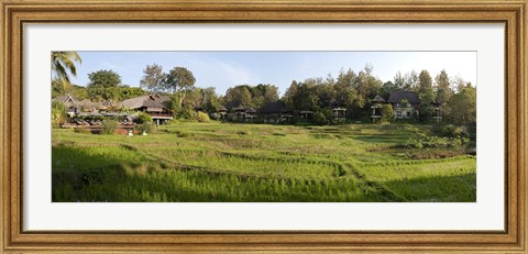 Framed Rice fieldst, Chiang Mai, Thailand Print