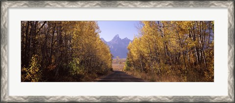 Framed Road passing through a forest, Grand Teton National Park, Teton County, Wyoming, USA Print