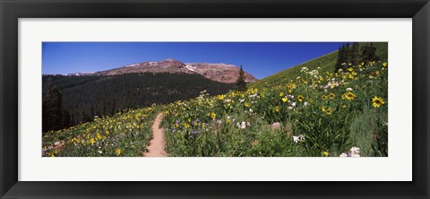 Framed Wildflowers in a field with Mountains, Crested Butte, Colorado Print
