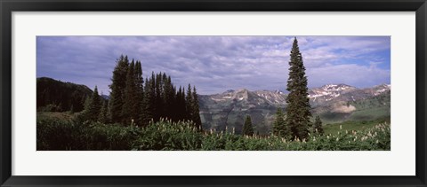 Framed Forest, Washington Gulch Trail, Crested Butte, Gunnison County, Colorado (horizontal) Print