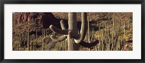 Framed Cacti on a landscape, Arizona Print