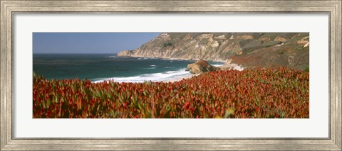 Framed Flowers on the coast, Big Sur, California, USA Print