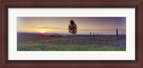 Framed Tree in a vineyard, Val D&#39;Orcia, Siena Province, Tuscany, Italy Print