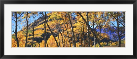 Framed Aspen trees in autumn with mountain in the background, Maroon Bells, Elk Mountains, Pitkin County, Colorado, USA Print
