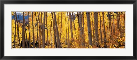 Framed Autumn Aspen trees, Colorado, USA Print