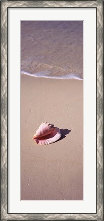 Framed High angle view of a conch shell on the beach, Bahamas Print