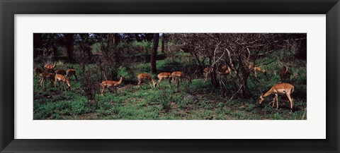 Framed Herd of impalas (Aepyceros Melampus) grazing in a forest, Kruger National Park, South Africa Print