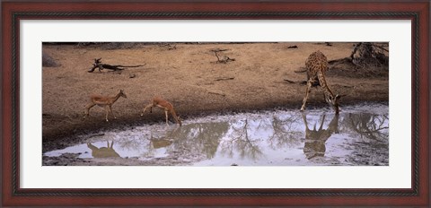 Framed Impalas (Aepyceros Melampus) and a giraffe at a waterhole, Mkuze Game Reserve, Kwazulu-Natal, South Africa Print