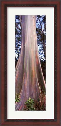 Framed Rainbow eucalyptus (Eucalyptus deglupta) tree, Hana Highway, Maui, Hawaii, USA Print
