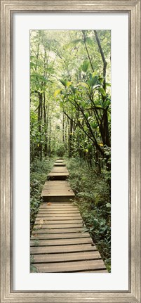 Framed Stepped path surronded by Bamboo shoots, Oheo Gulch, Seven Sacred Pools, Hana, Maui, Hawaii, USA Print