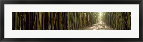 Framed Sun shining through a bamboo forest, Oheo Gulch, Seven Sacred Pools, Hana, Maui, Hawaii, USA Print