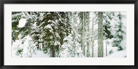 Framed Snow covered evergreen trees at Stevens Pass, Washington State Print