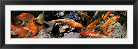 Framed Koi carp Print